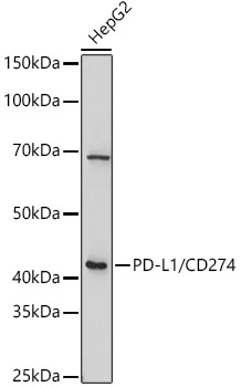 PD-L1/CD274 Rabbit Polyclonal Antibody