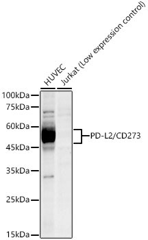 PD-L2/CD273 Rabbit Monoclonal Antibody