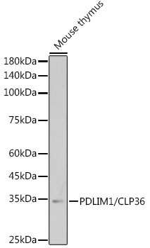 PDLIM1/CLP36 Rabbit Monoclonal Antibody - Image 2