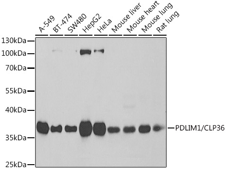 PDLIM1/CLP36 Rabbit Polyclonal Antibody