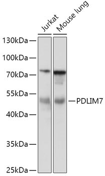 PDLIM7 Rabbit Polyclonal Antibody
