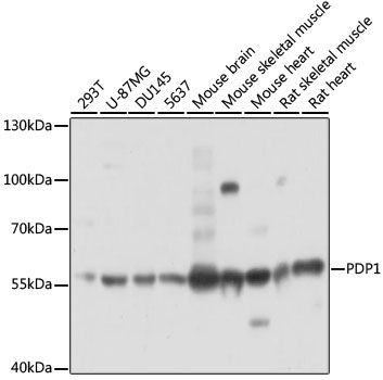 PDP1 Rabbit Polyclonal Antibody