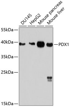 PDX1 Rabbit Polyclonal Antibody
