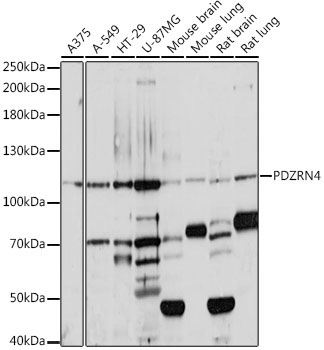 PDZRN4 Rabbit Polyclonal Antibody