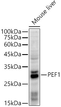 PEF1 Rabbit Monoclonal Antibody - Image 2