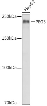 PEG3 Rabbit Polyclonal Antibody
