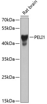 PELI1 Rabbit Polyclonal Antibody