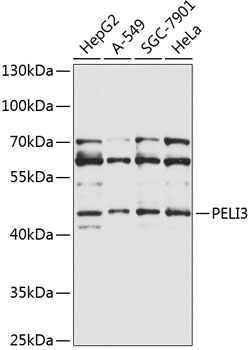 PELI3 Rabbit Polyclonal Antibody