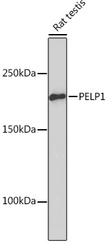 PELP1 Rabbit Monoclonal Antibody - Image 2