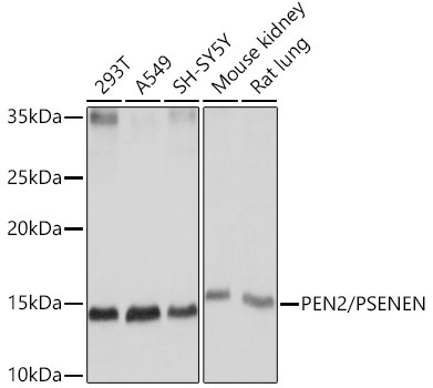 PEN2/PSENEN Rabbit Monoclonal Antibody