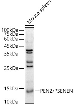 PEN2/PSENEN Rabbit Polyclonal Antibody