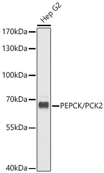 PEPCK/PCK2 Rabbit Polyclonal Antibody
