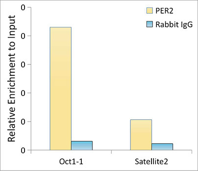 PER2 Rabbit Monoclonal Antibody - Image 2