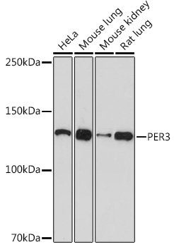 PER3 Rabbit Monoclonal Antibody