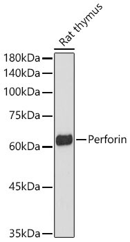 Perforin Rabbit Polyclonal Antibody