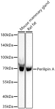 Perilipin A Rabbit Monoclonal Antibody