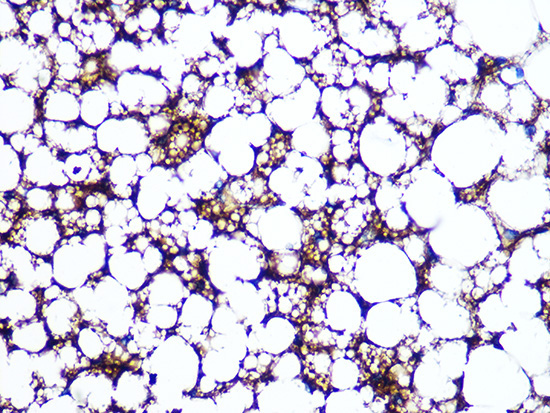 Perilipin A Rabbit Monoclonal Antibody - Image 2