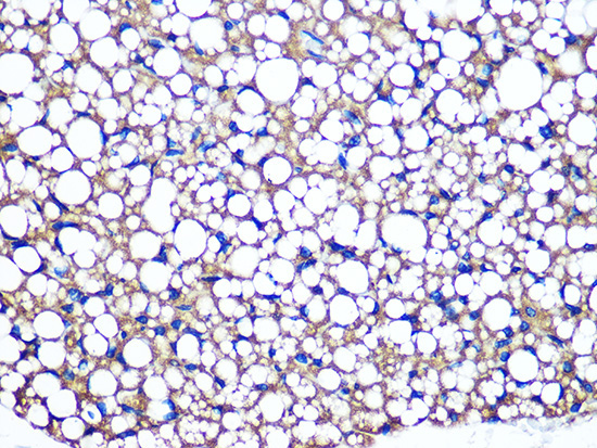 Perilipin A Rabbit Monoclonal Antibody - Image 3
