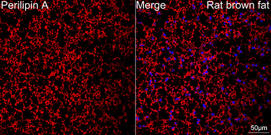 Perilipin A Rabbit Monoclonal Antibody - Image 4