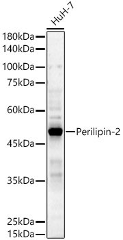 Perilipin-2 Rabbit Polyclonal Antibody