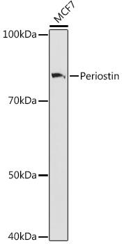 Periostin Rabbit Monoclonal Antibody