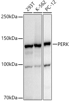 PERK Rabbit Monoclonal Antibody