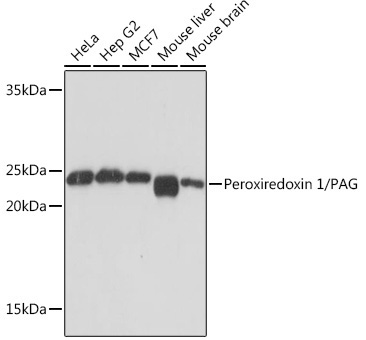Peroxiredoxin 1/PAG Rabbit Monoclonal Antibody