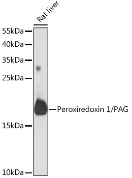 Peroxiredoxin 1/PAG Rabbit Polyclonal Antibody
