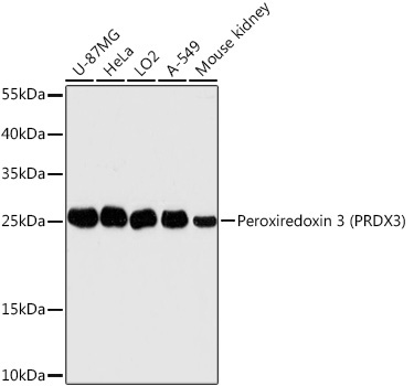 Peroxiredoxin 3 (PRDX3) Rabbit Polyclonal Antibody