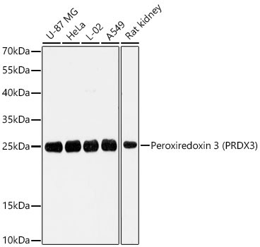 Peroxiredoxin 3 (PRDX3) Rabbit Polyclonal Antibody
