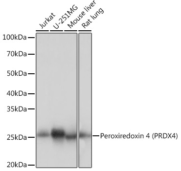 Peroxiredoxin 4 (PRDX4) Rabbit Monoclonal Antibody