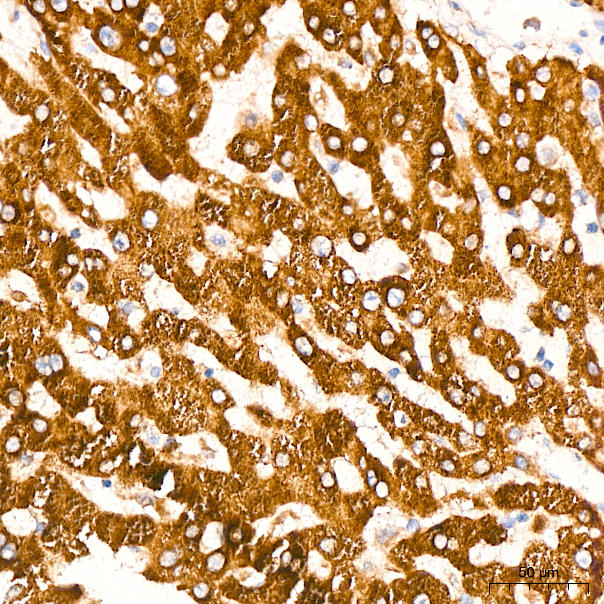 Peroxiredoxin 4 (PRDX4) Rabbit Monoclonal Antibody - Image 7