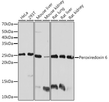 Peroxiredoxin 6 Rabbit Monoclonal Antibody