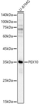 PEX10 Rabbit Polyclonal Antibody