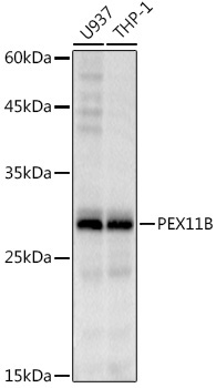 PEX11B Rabbit Monoclonal Antibody