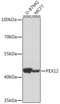 PEX12 Rabbit Polyclonal Antibody