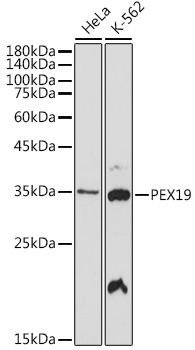 PEX19 Rabbit Monoclonal Antibody