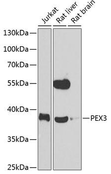 PEX3 Rabbit Polyclonal Antibody