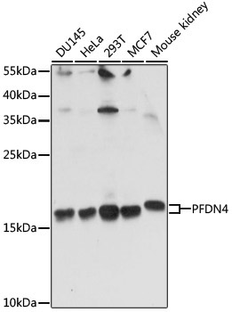 PFDN4 Rabbit Polyclonal Antibody