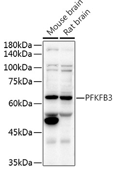 PFKFB3 Rabbit Polyclonal Antibody - Image 2