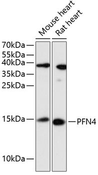 PFN4 Rabbit Polyclonal Antibody