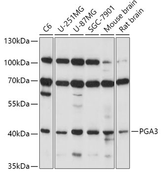 PGA3 Rabbit Polyclonal Antibody