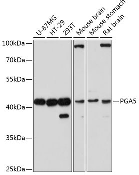 PGA5 Rabbit Polyclonal Antibody