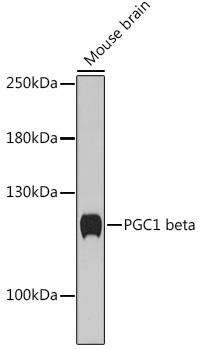 PGC1 beta Rabbit Polyclonal Antibody