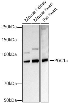 PGC1Alpha Rabbit Polyclonal Antibody