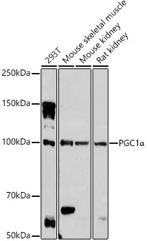 PGC1Alpha Rabbit Polyclonal Antibody