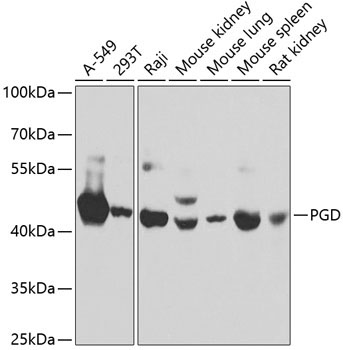 PGD Rabbit Polyclonal Antibody