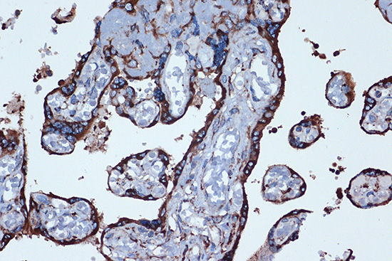 PGE receptor EP2 (PTGER2) Rabbit Monoclonal Antibody - Image 2