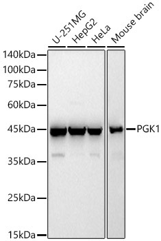 PGK1 Rabbit Polyclonal Antibody