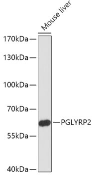 PGLYRP2 Rabbit Polyclonal Antibody